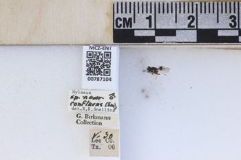 Media type: image;   Entomology 787104 Aspect: labels